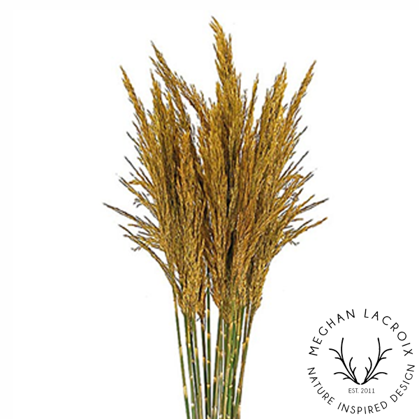 Preserved Plume Reed Grass - Aspen Gold.png