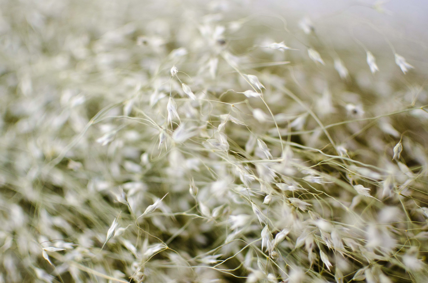 Grasses Banner2.png