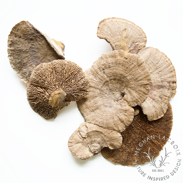 Preserved Sponge Mushrooms.png