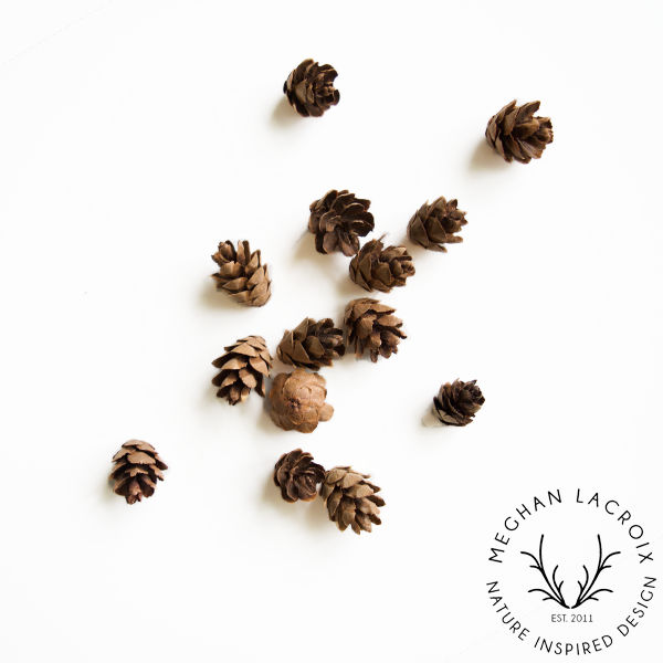 Hemlock Cones.png