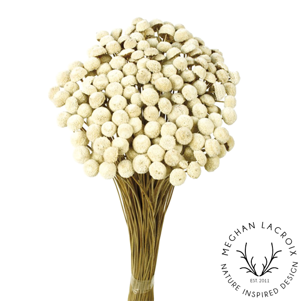 Preserved Button Flowers.png