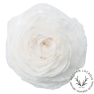 Ranunculus.png