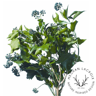 Preserved Berried Hedera (French Ivy).png