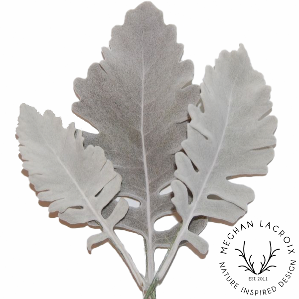 Dried Dusty Miller.png
