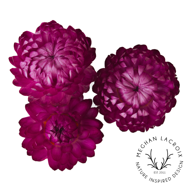 Preserved Straw Flowers - Raspberry.png