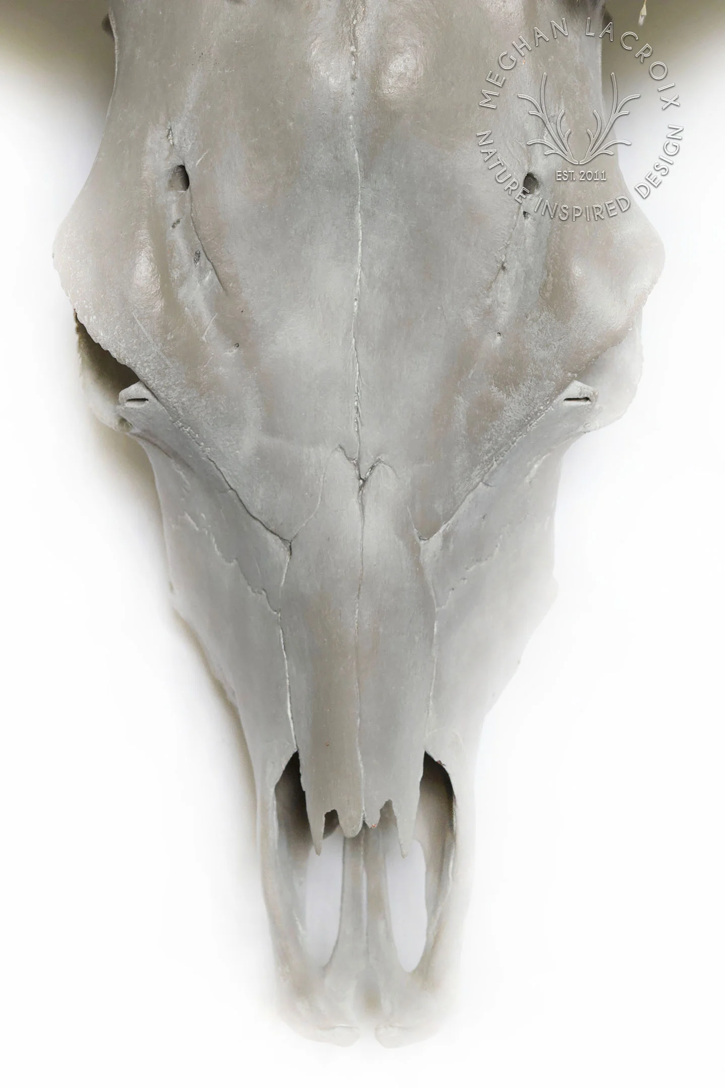 Cow Skull with Flower Crown by Meghan LaCroix