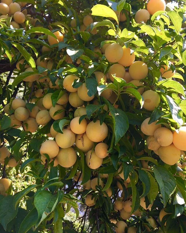 Plums galore!