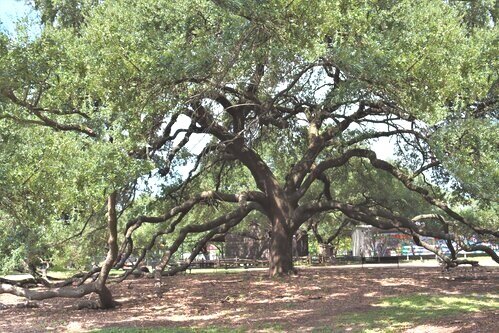 Weddings+The+Heritage+Society+Jane+Ellens+Tree.jpg