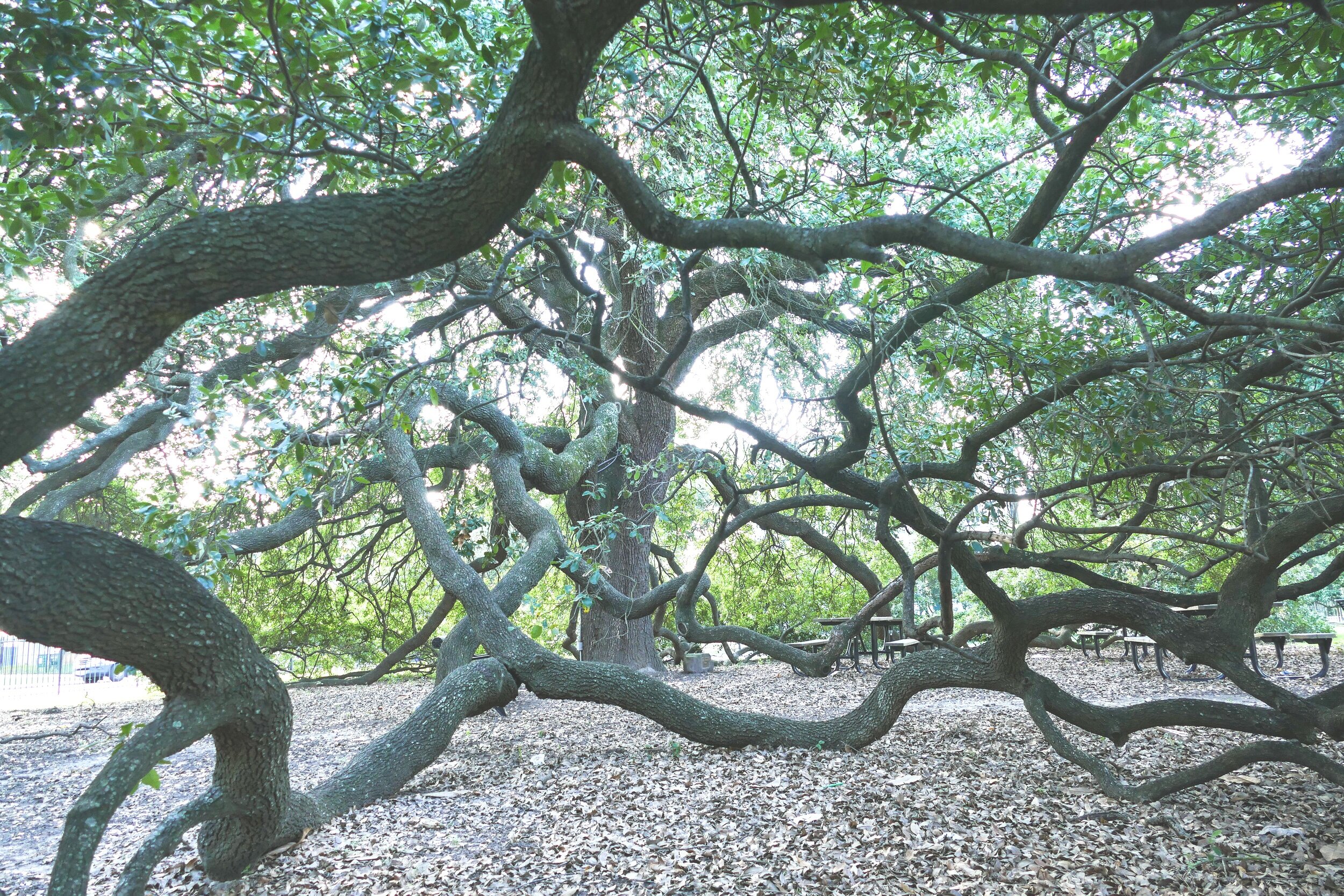 jane+ellens+tree.jpg