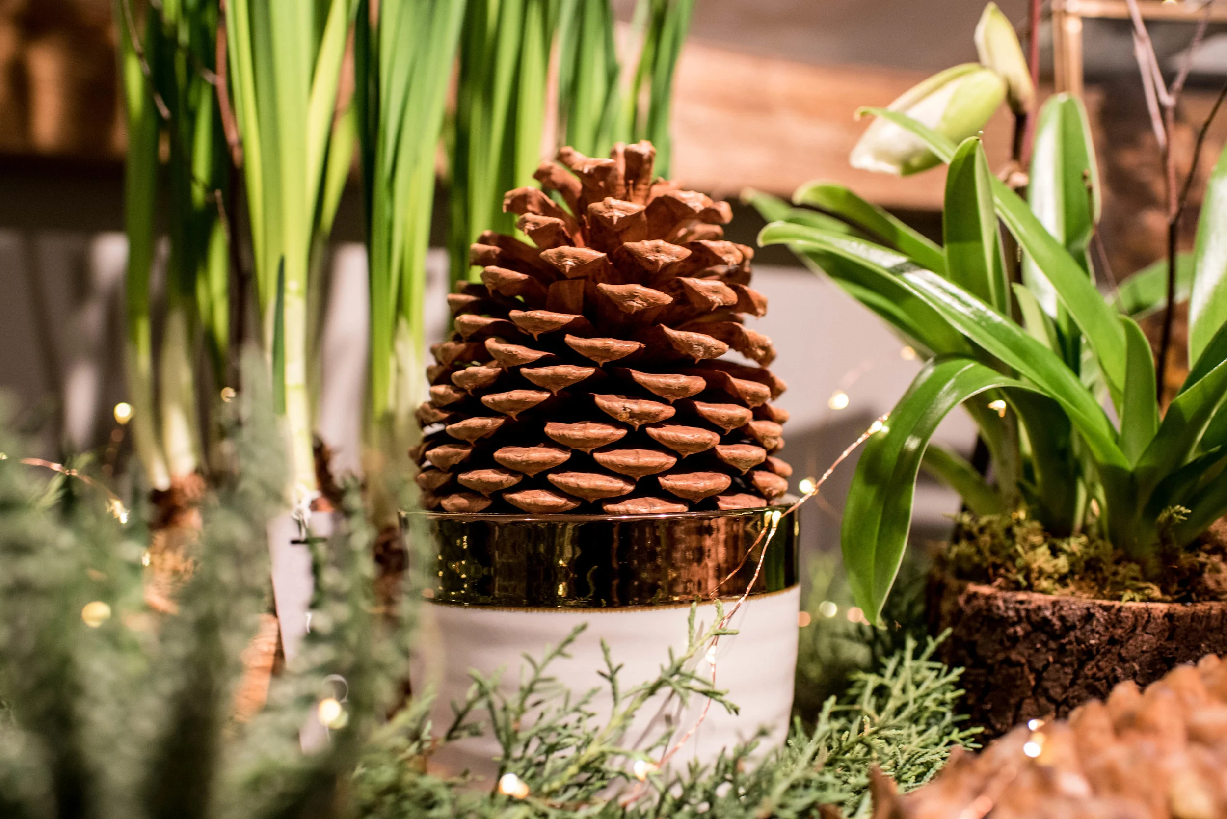 Holiday Pinecone.jpg