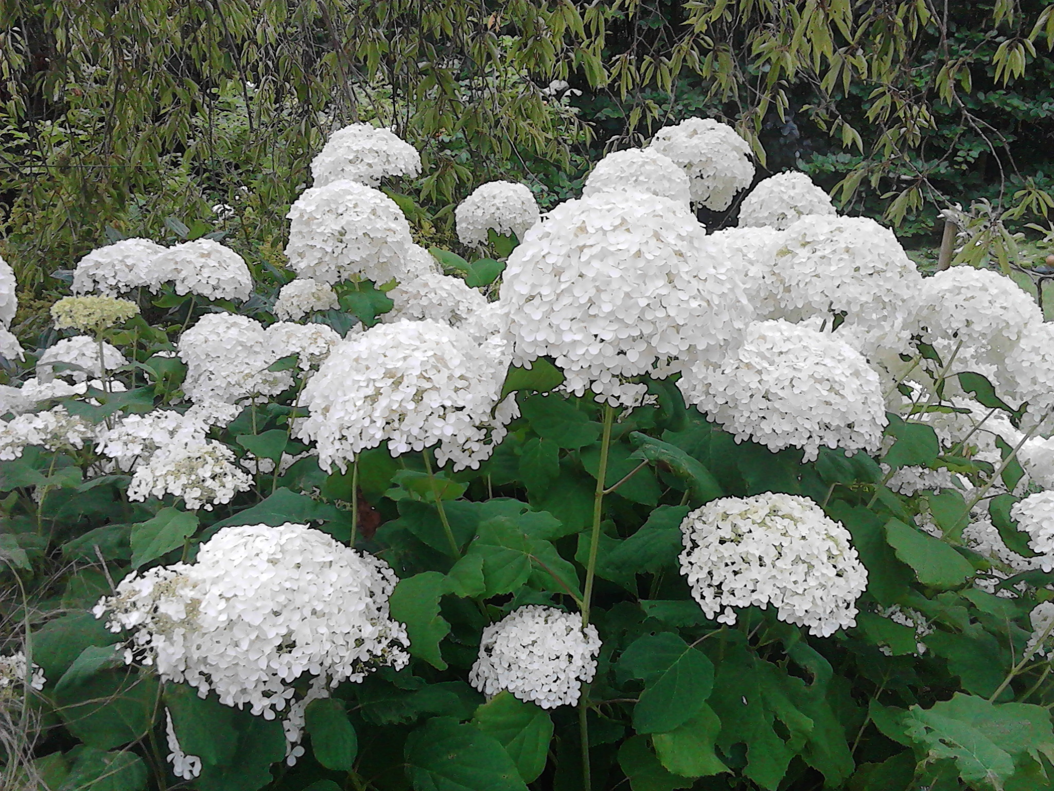 hydrangeas.jpg