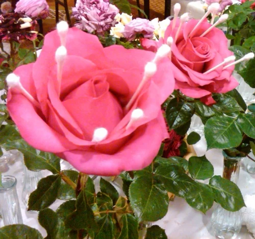 Roses being readied for a show. Why Groom a dog when you can groom the queen of flowers?