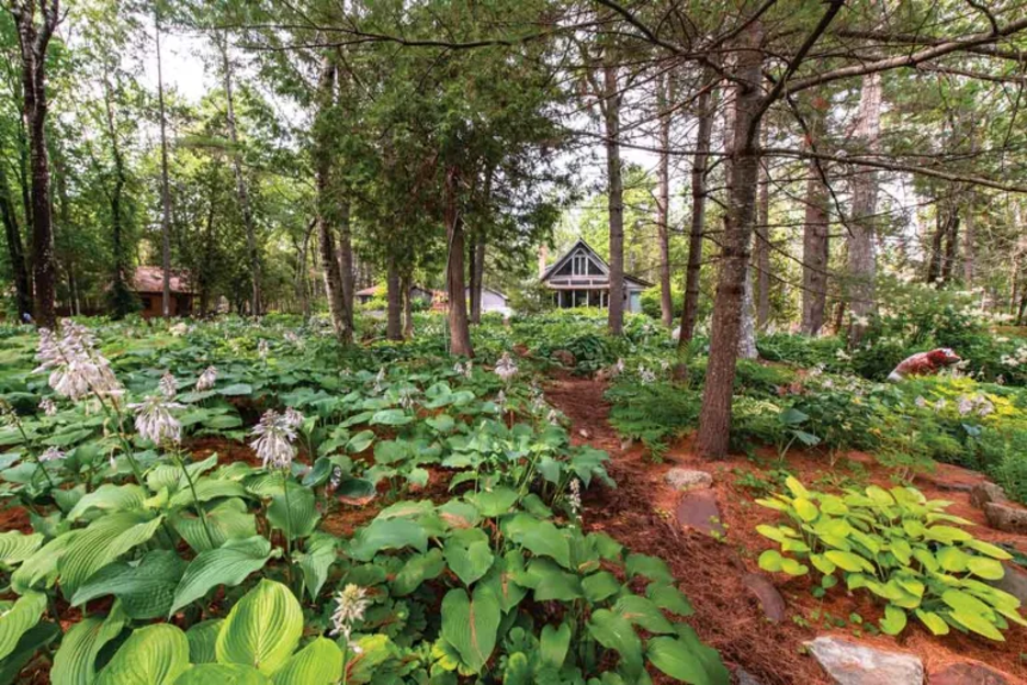 Hoards of Hostas