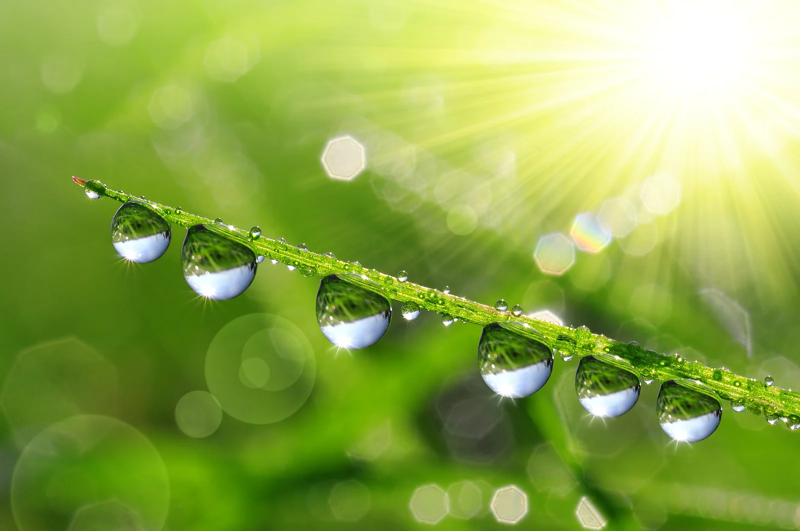 bigstock-dew-drops-closeup-87367553.jpg