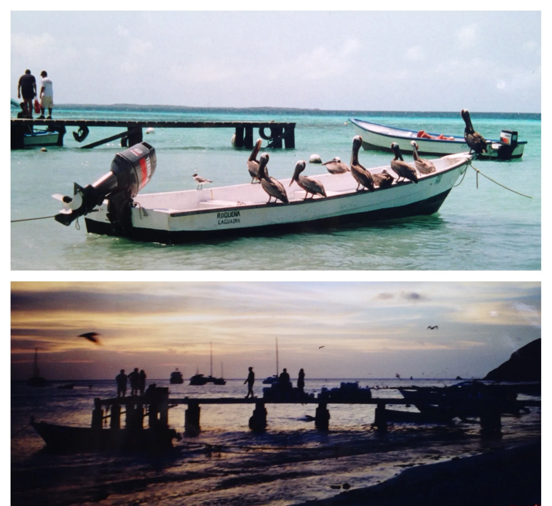 Los Roques, Venezuela... my friend and I watched the pelicans from the afternoon into the evening.