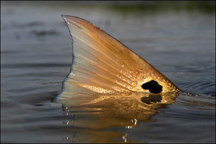 redfish-tail_jkv2.jpg