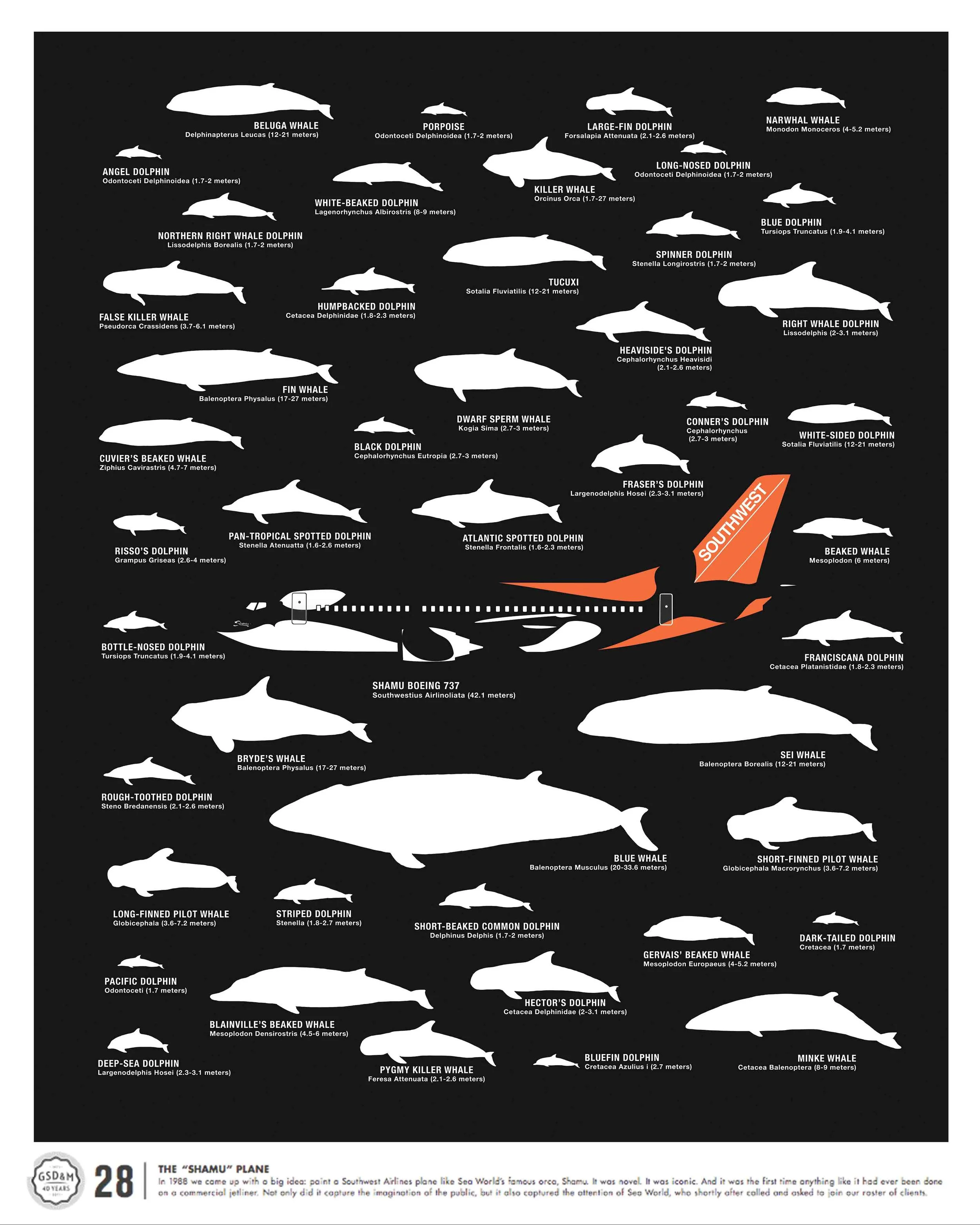 poster_ShamuPosterCentered.jpg