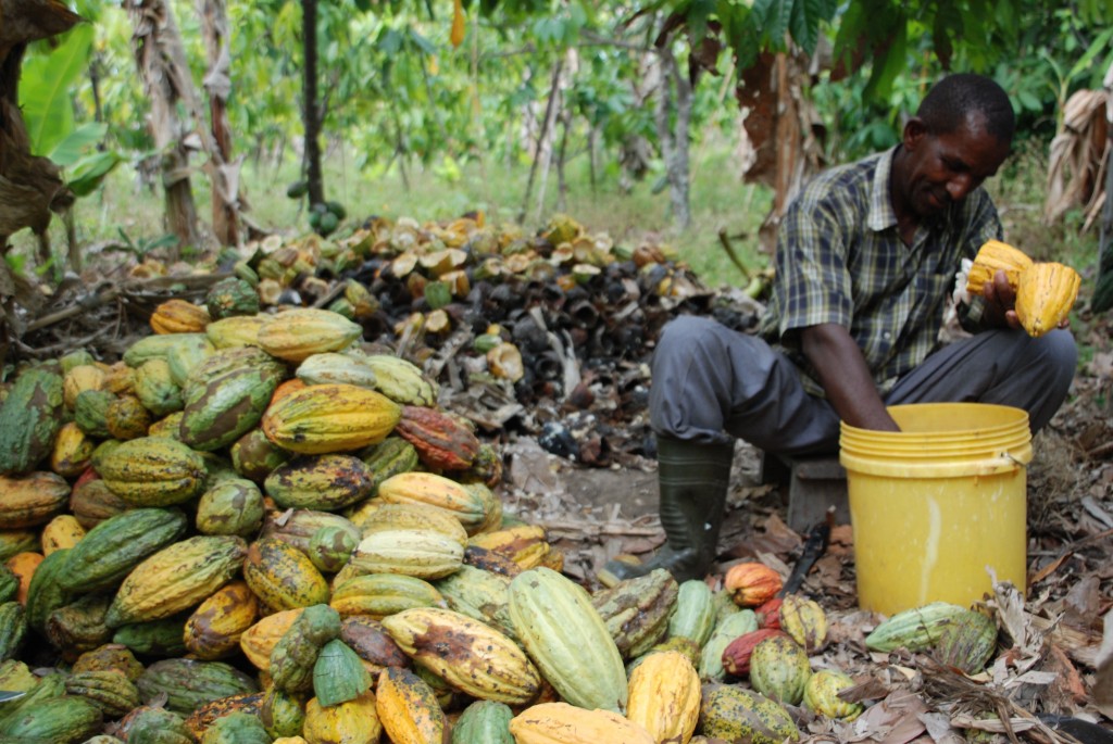 David Sanga, farmer, harvesting cocoa for Kokoa Kamili