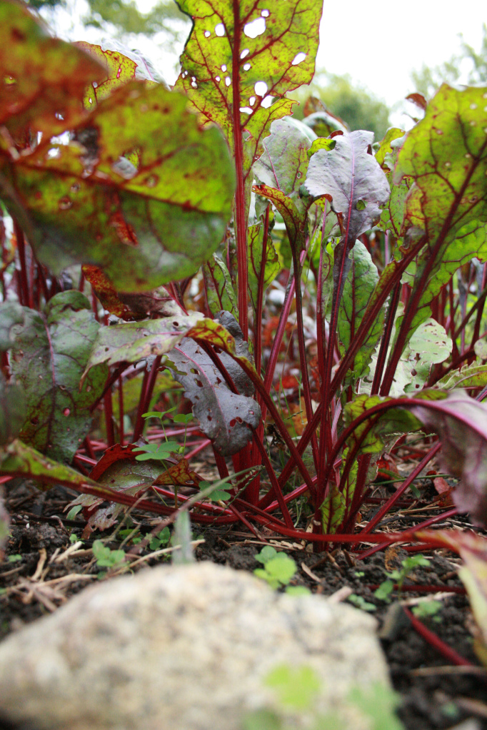 "The beet is the most intense of vegetables. The radish, admittedly, is more feverish, but the fire of the radish is a cold fire, the fire of discontent, not of passion. Tomatoes are lusty enough, yet there runs through tomatoes an undercurrent of frivolity. Beets are deadly serious." -Tom Robbins, author