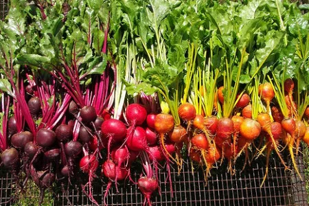 Beet Tops - The most nutritious part of a beet