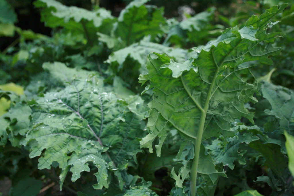 Dark Leafy Greens - the super food of Superfoods