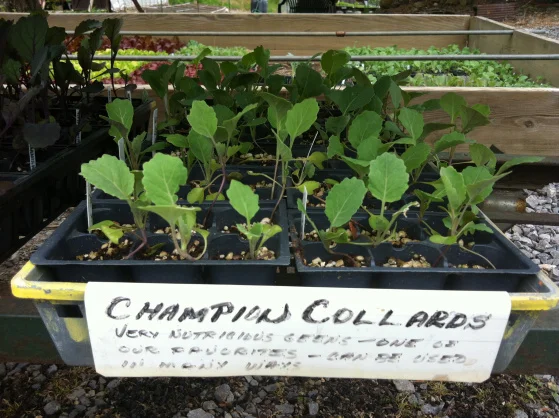Champion Collards