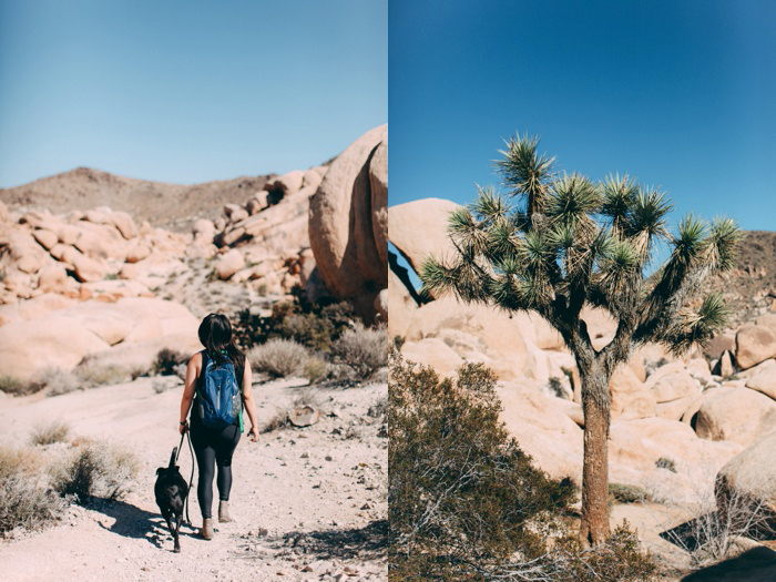california vsco desert big sur redwood forest travel photography