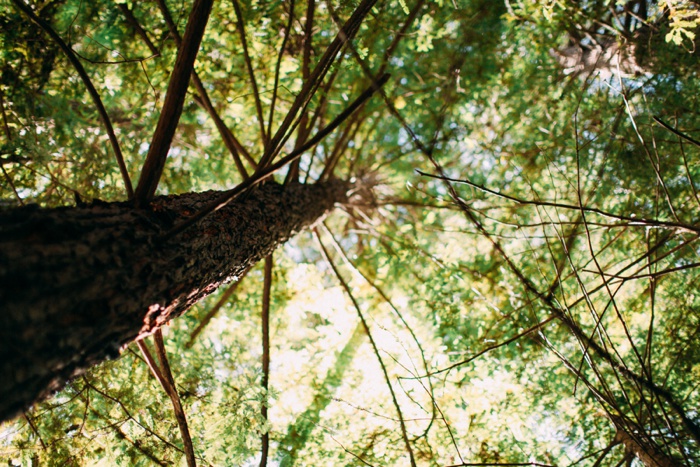 california vsco desert big sur redwood forest travel photography