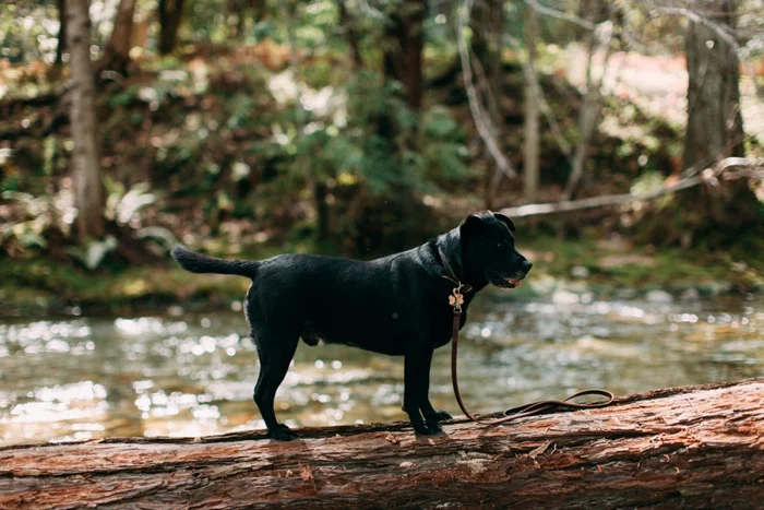 california vsco desert big sur redwood forest travel photography