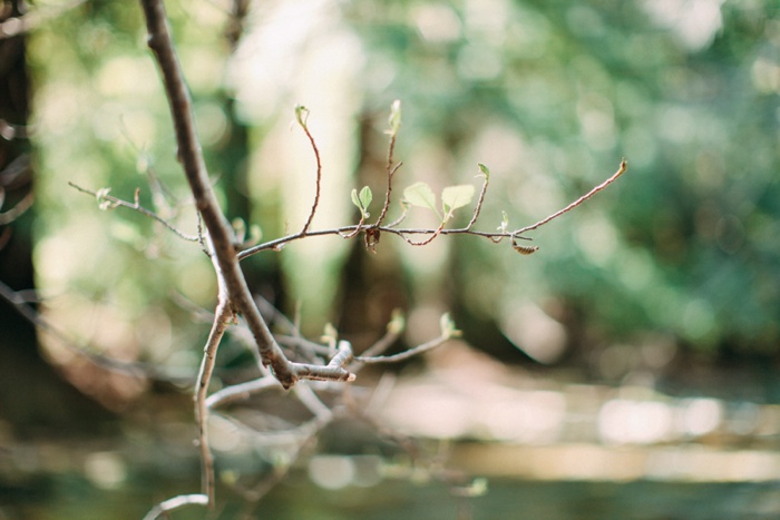 california vsco desert big sur redwood forest travel photography