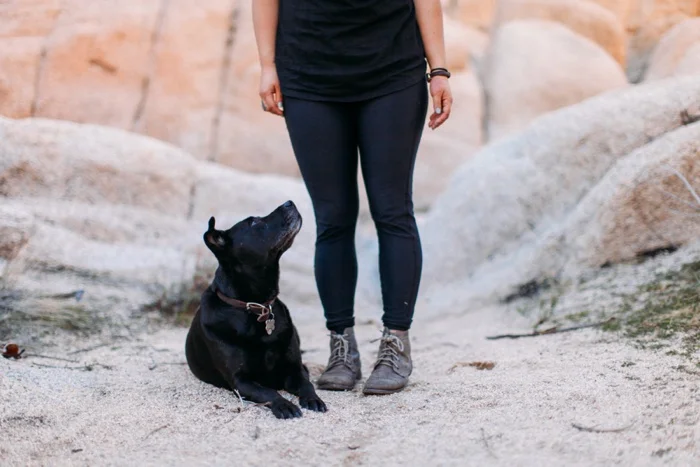 california vsco desert big sur redwood forest travel photography
