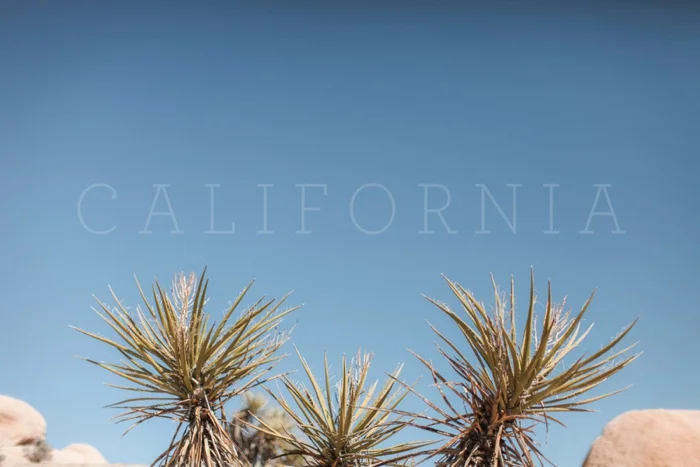 california vsco desert big sur redwood forest travel photography
