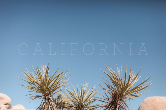 california vsco desert big sur redwood forest travel photography