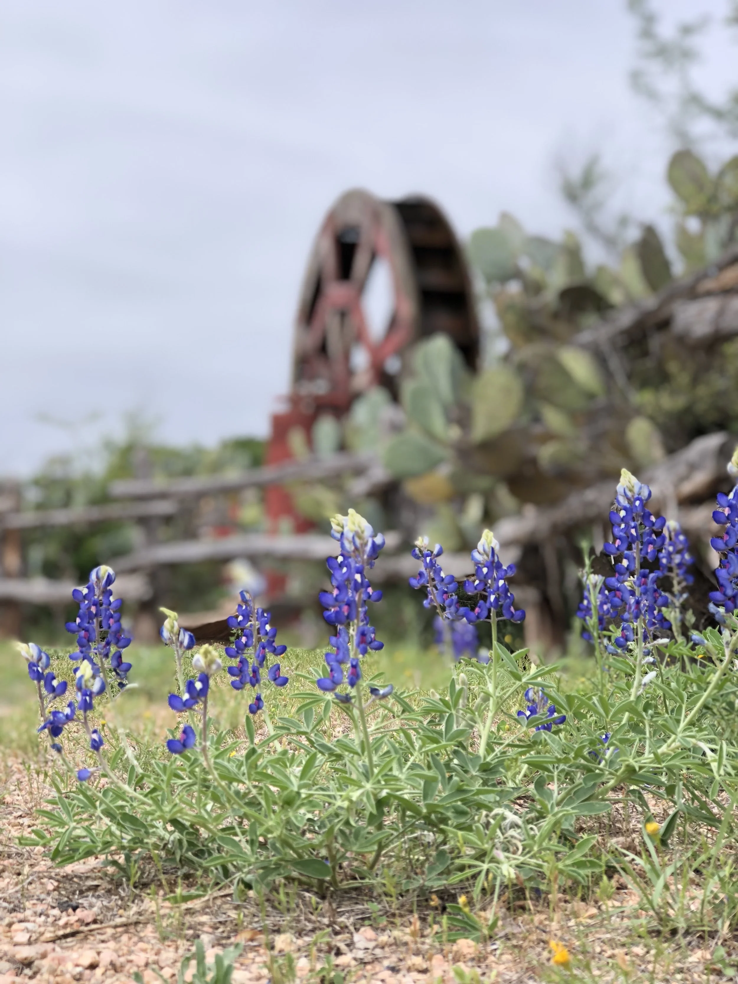 bluebonnets.JPG