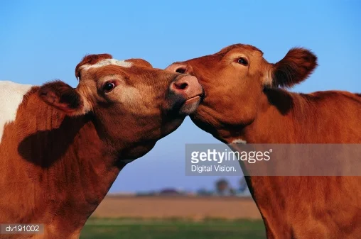 6 Types of Animals We Love and Want to Save from Suffering