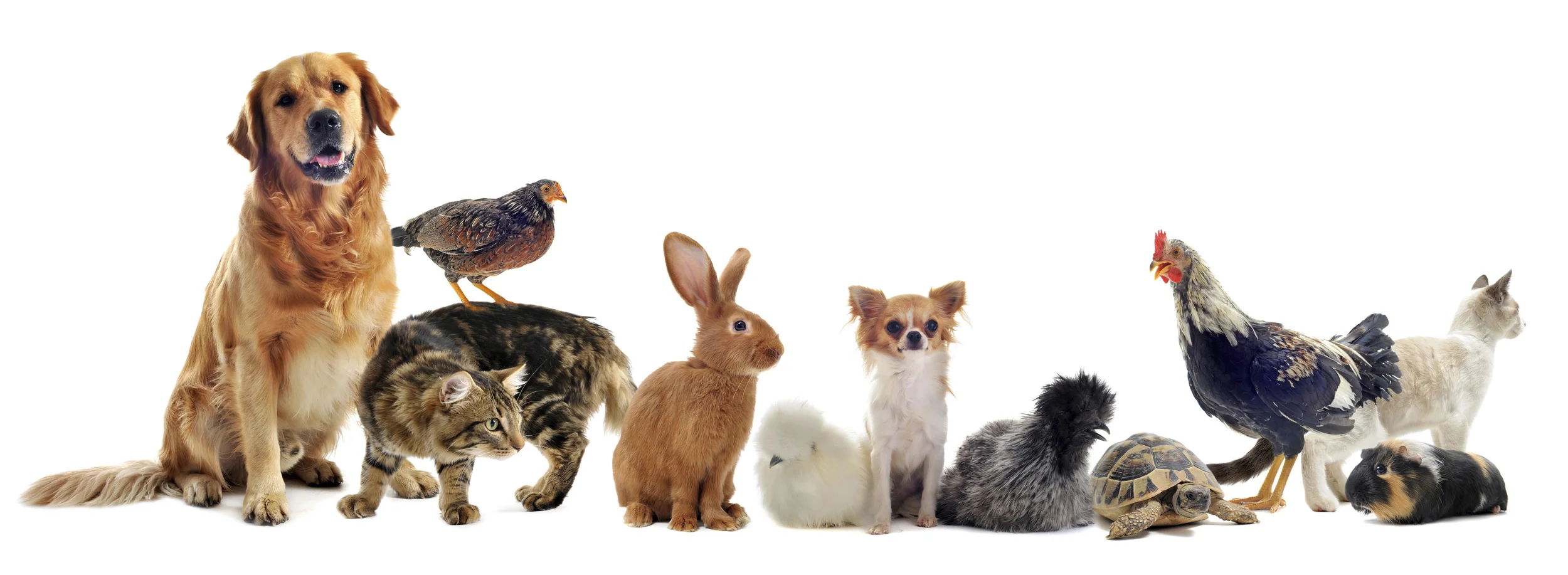 Animal-Club.jpg