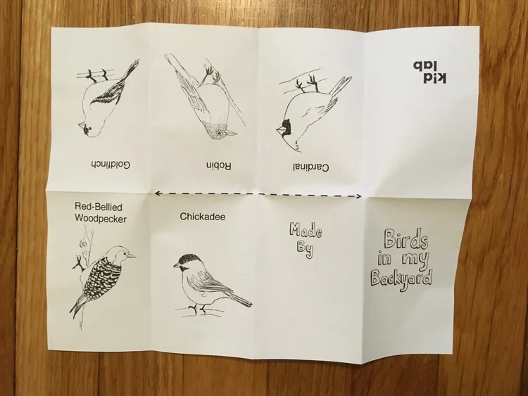 What are the Birds in My Backyard: Identify Common Feathered Visitors