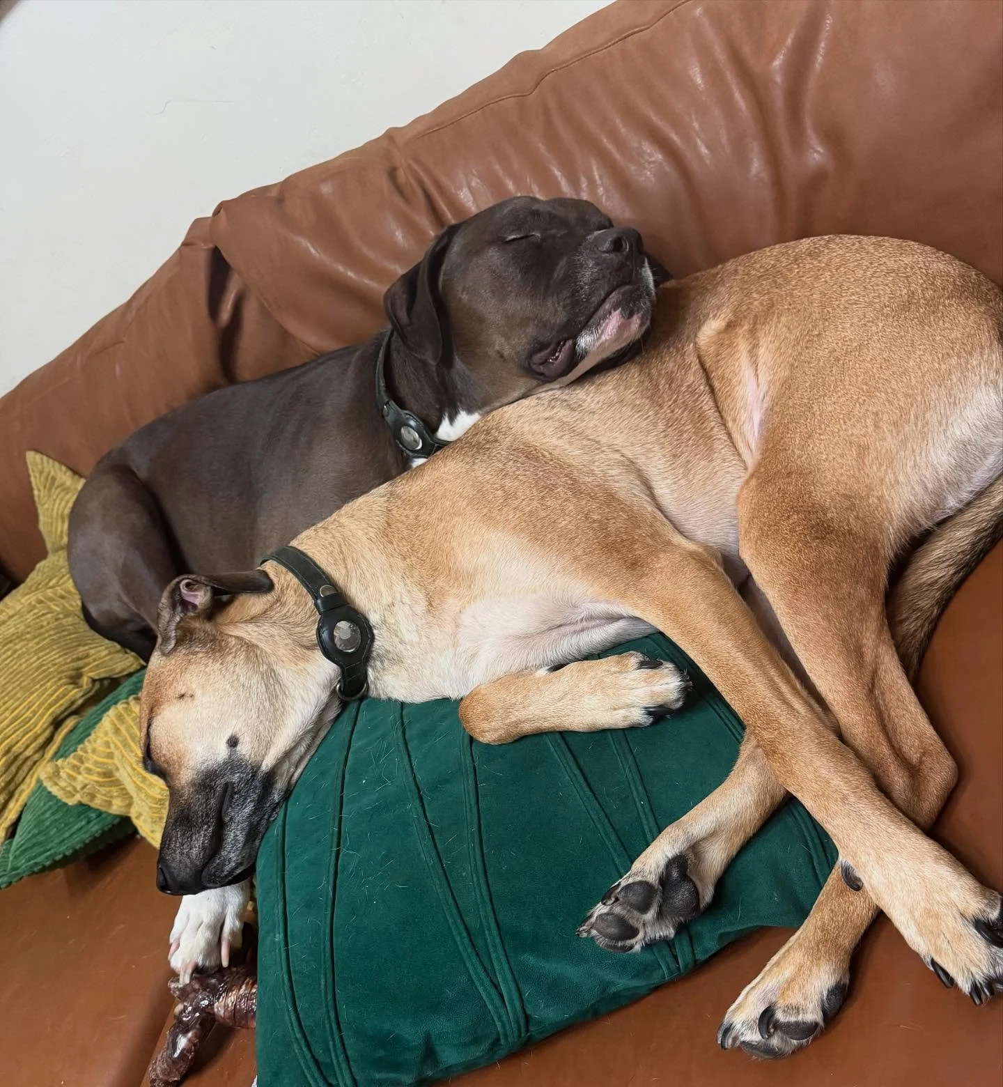 I LOVE when they snuggle! 😍🥹