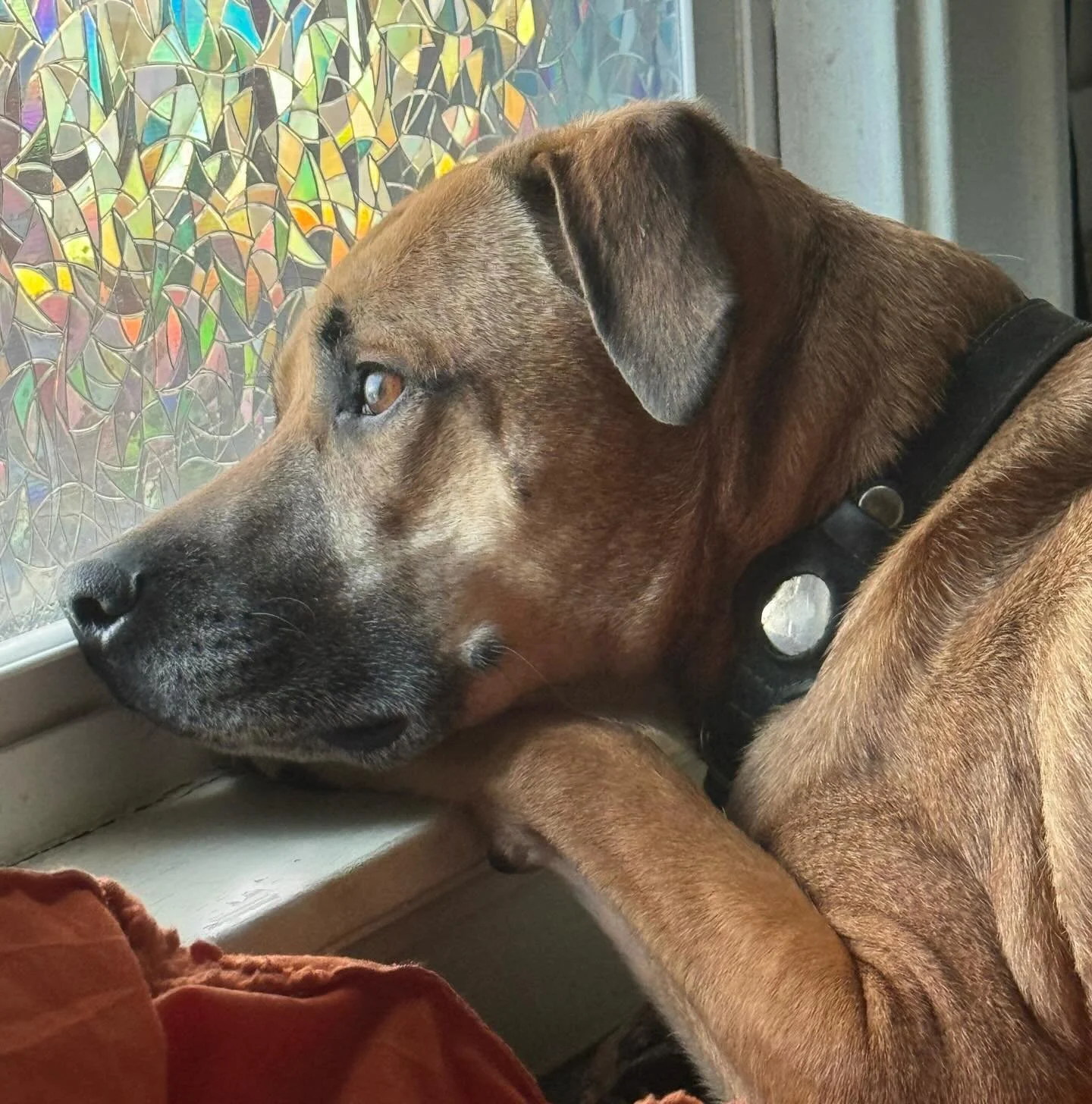 My alphahole chaos demon is 4 years old today and he started it with his favorite activity, monitoring the yard for his arch nemeses&mdash;those pesky squirrels.