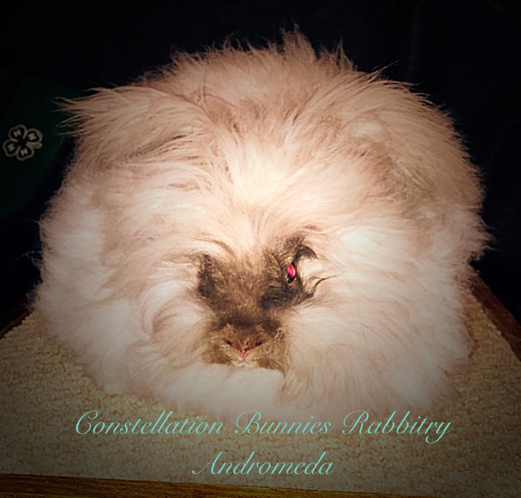 English Angora