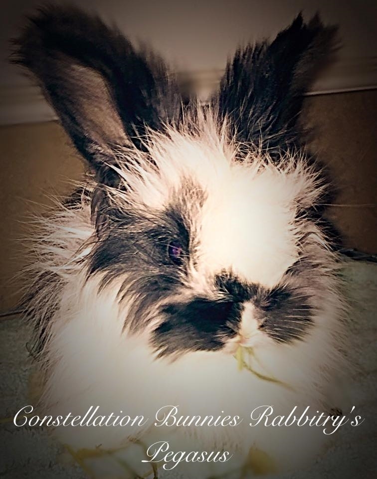 English Angora