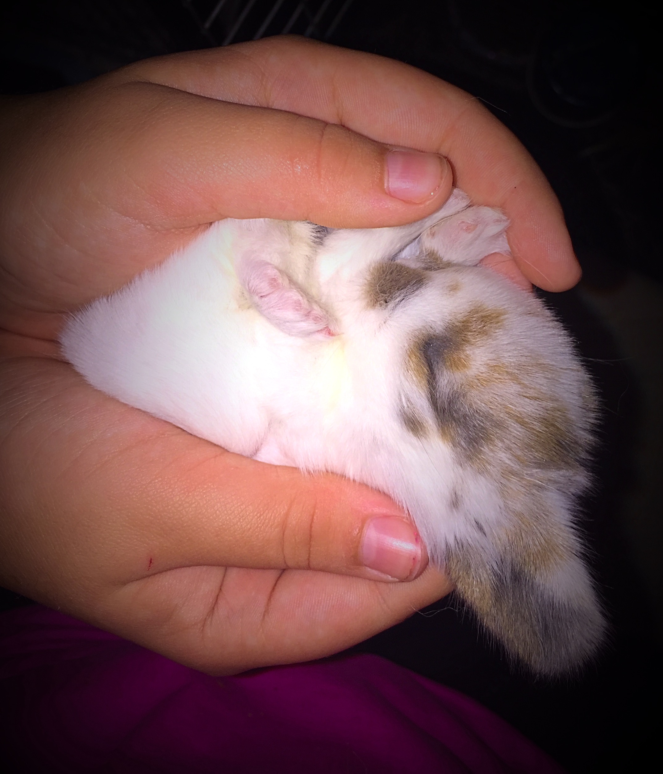 Holland lop baby