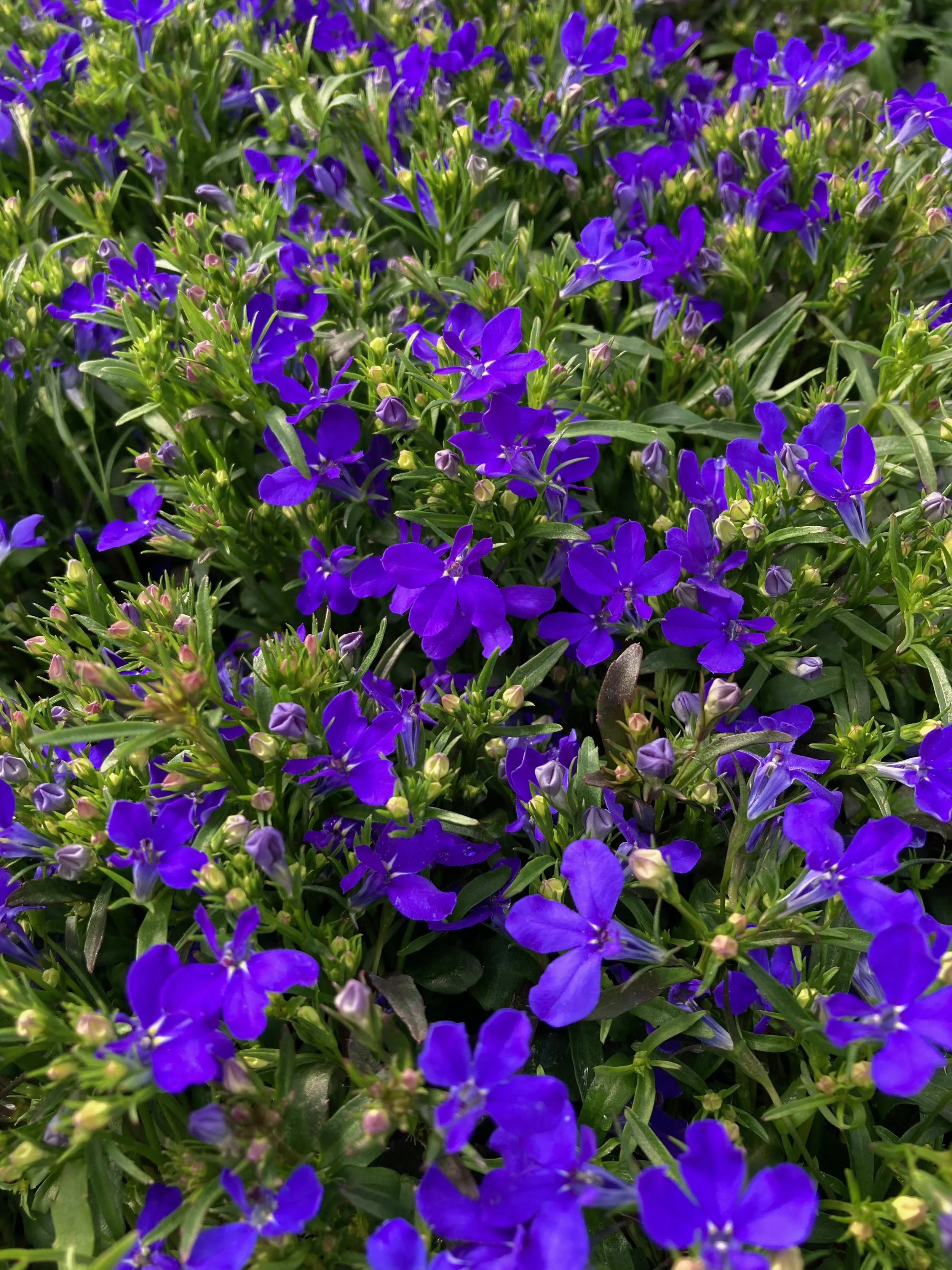 IMG_3705.jpeg