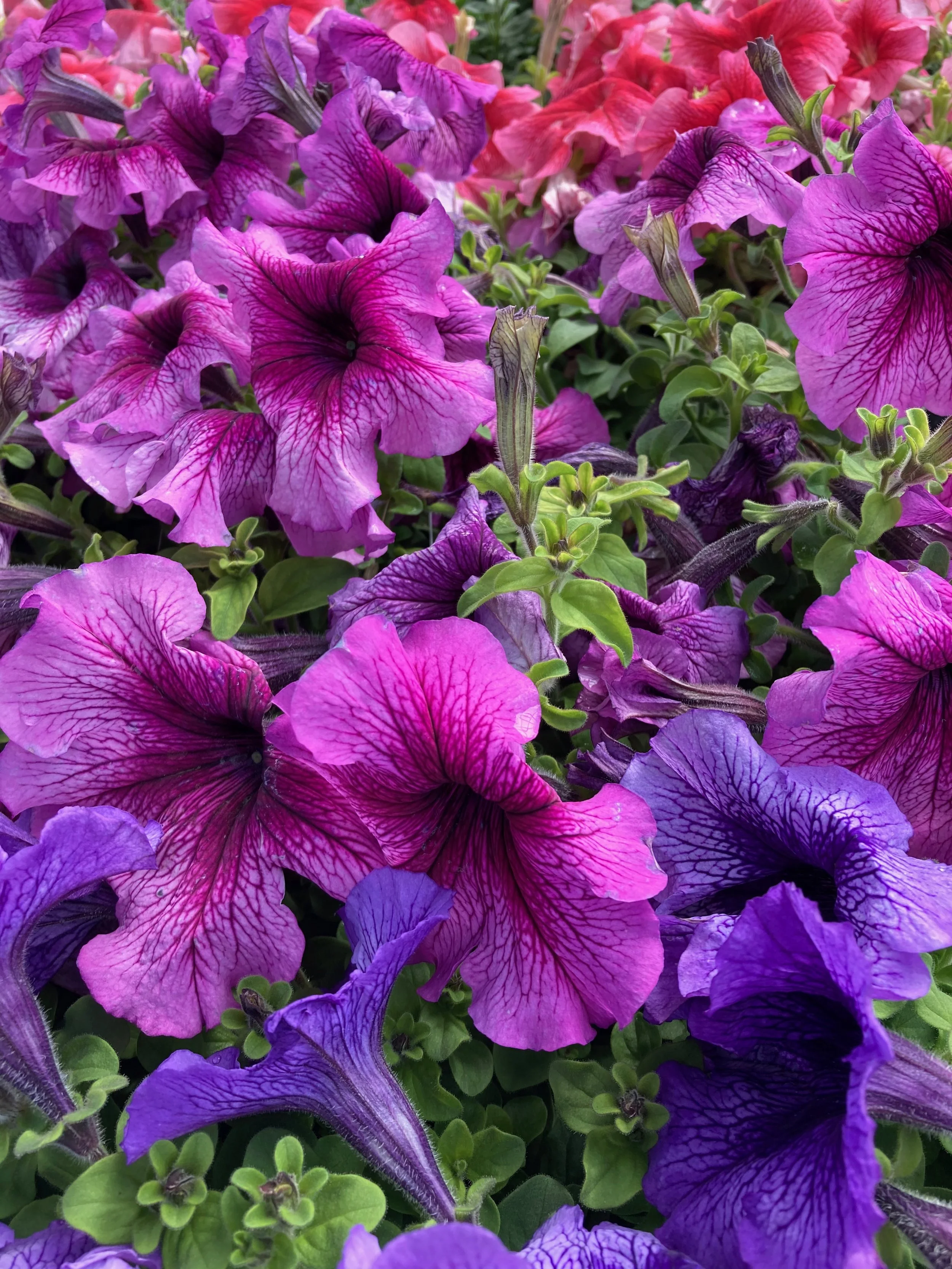 IMG_3708.jpeg