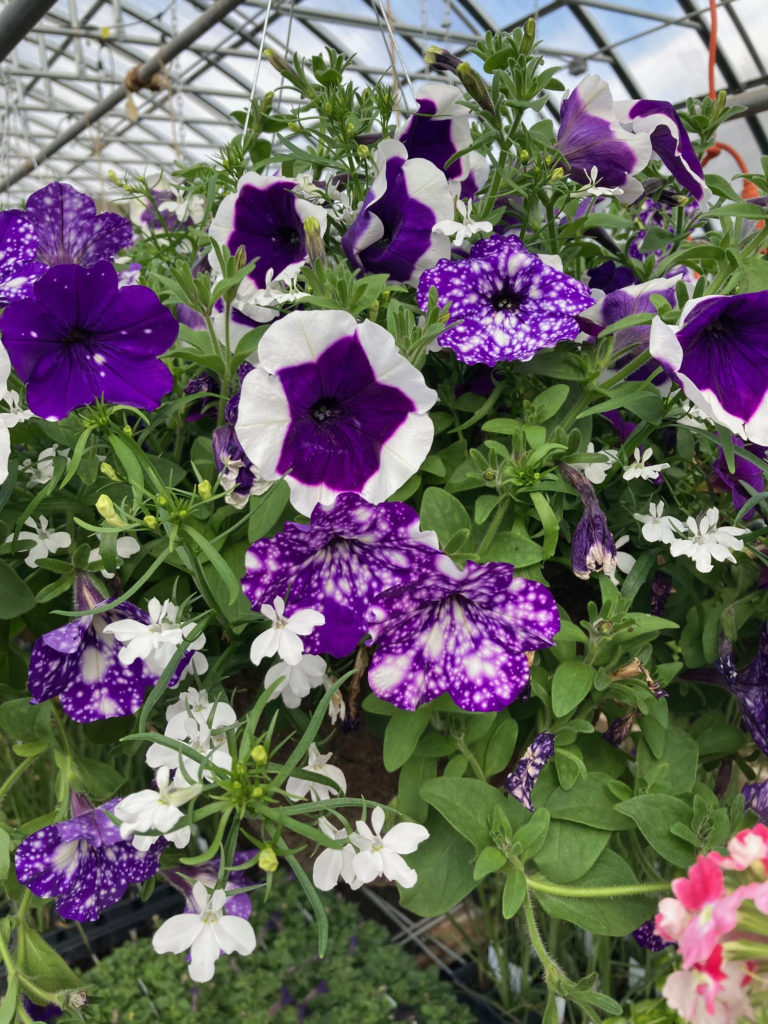 IMG_3709.jpeg