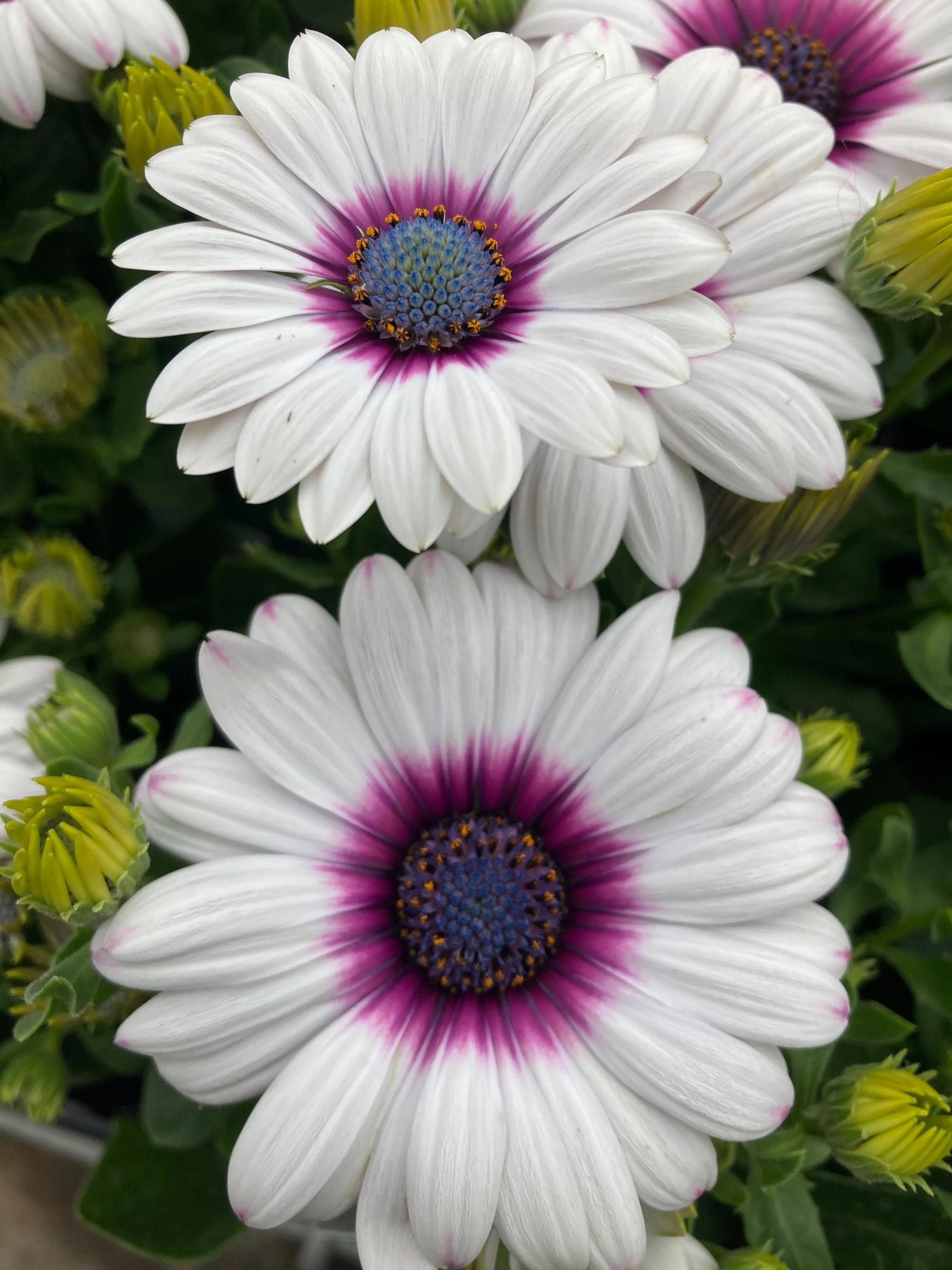 IMG_3750.jpeg