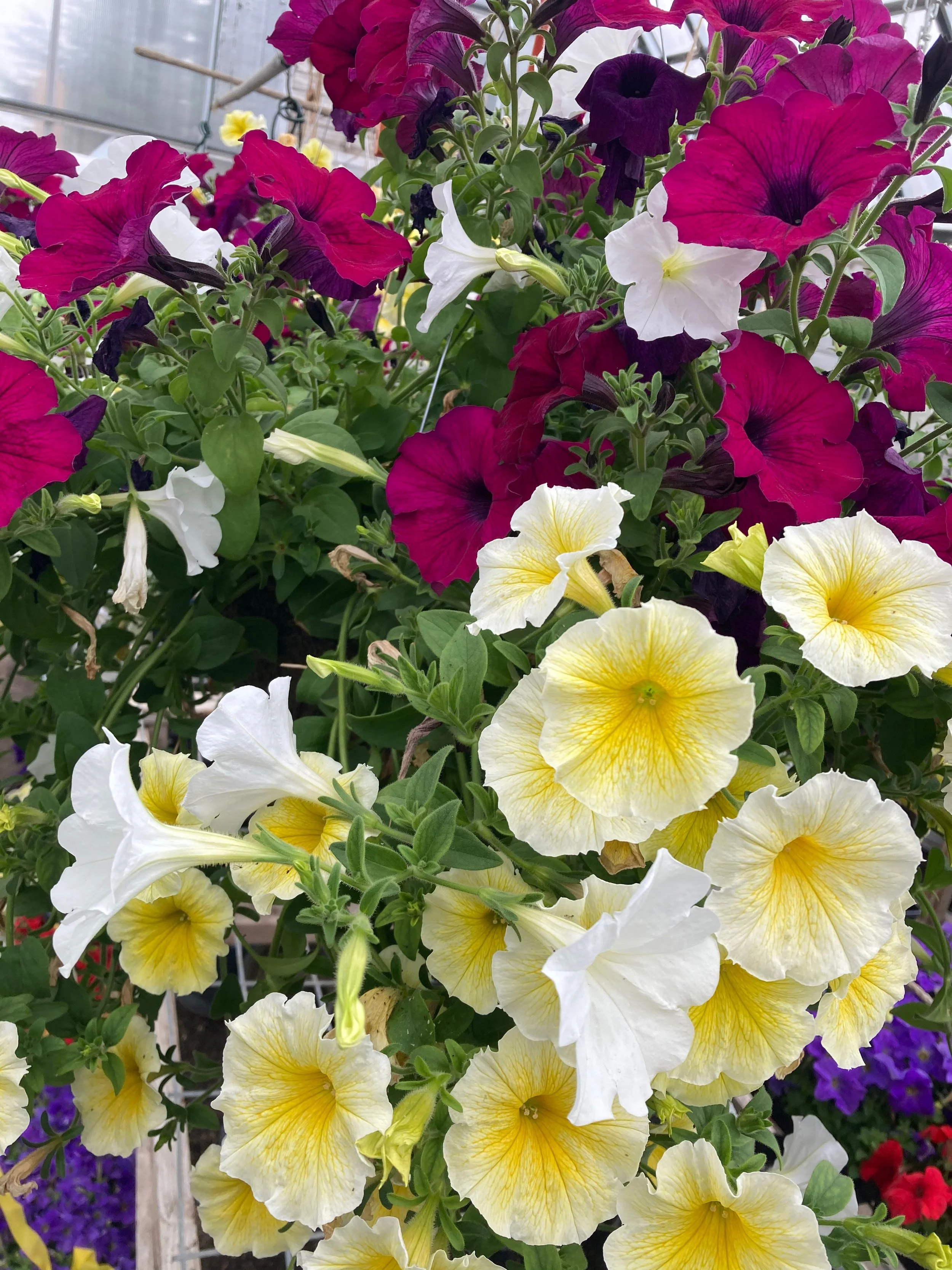 IMG_3755.jpeg