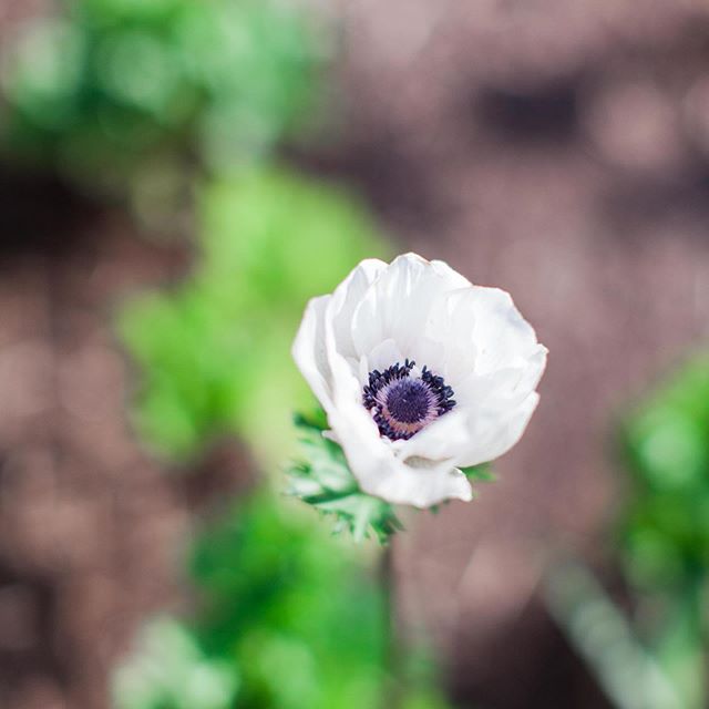 Obsessed with these anemones in bloom in our garden. And the bulbs? From Israel via @floretflower! It's been a fun first year with our planter boxes. Lots of experimenting, some fails, some successes, and some partial successes. The weather has been 