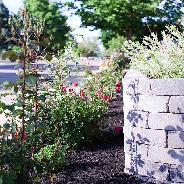 Last summer we built a nearly 100-ft retaining wall with our own two (well, four!) hands. It gave better shape to a sloping front yard and created space to put our heirloom roses on display. We seriously underestimated the amount of work it would tak