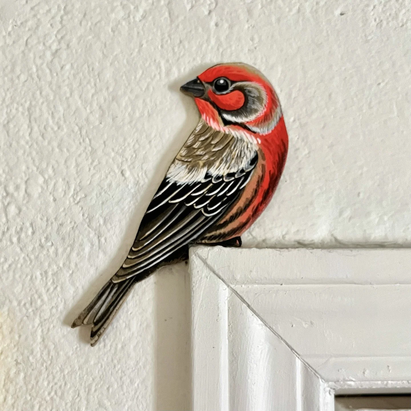 House Finch.jpg